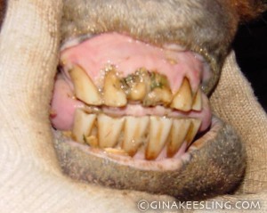 Horse teeth aren’t all that pretty anyway - but these are REALLY ugly. Fortunately he is able to eat without difficulty. Is he 16? or late 20’s? We don’t know.